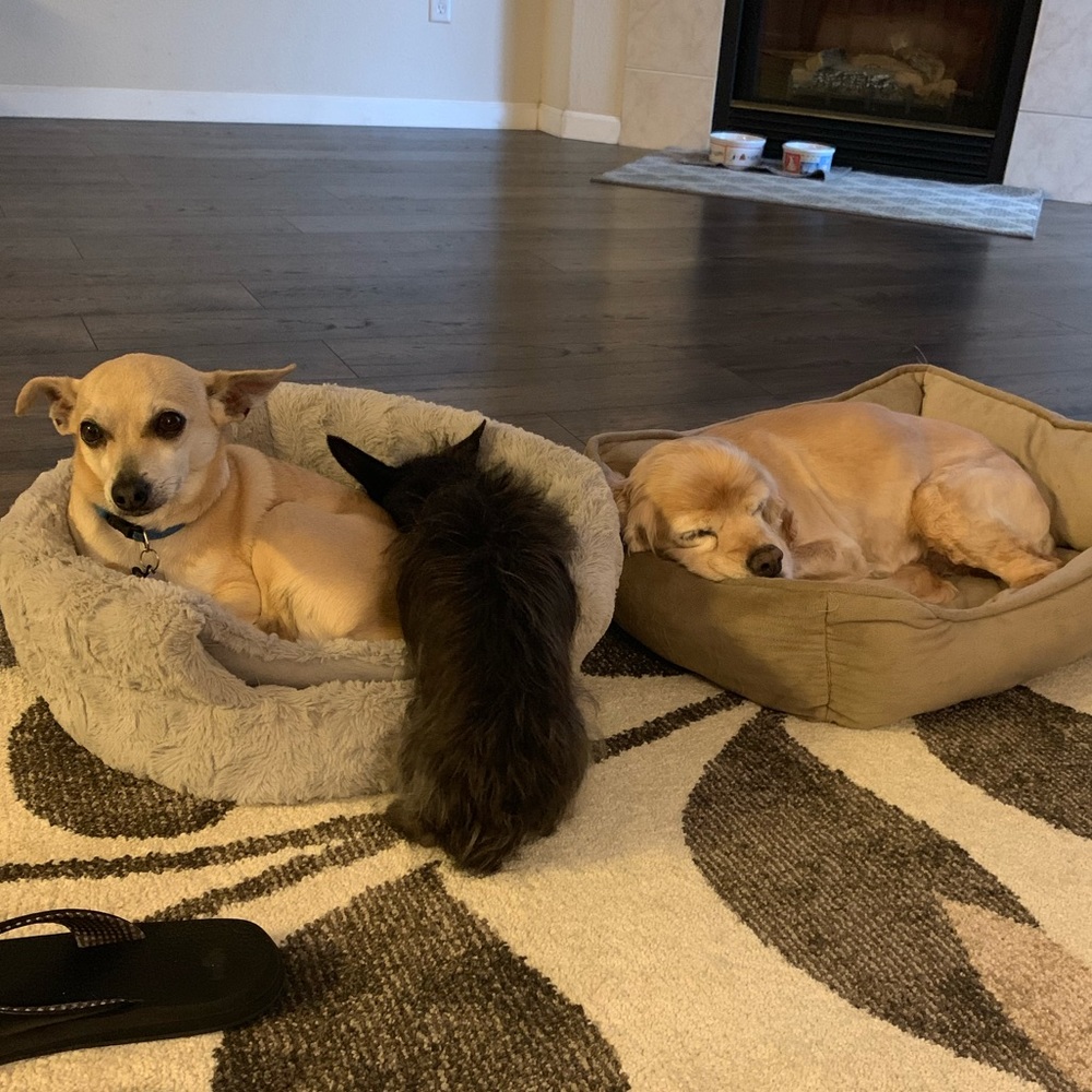 Meet your Posher, Isabella